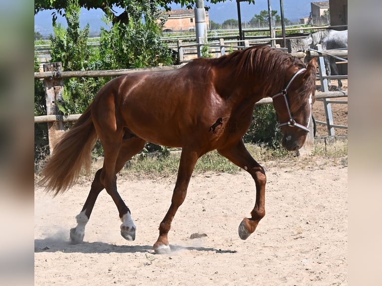 PRE Mix Stallone 3 Anni 165 cm Sauro in Mallorca