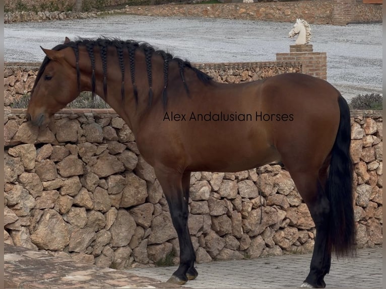 PRE Mix Stallone 3 Anni 166 cm Baio in Sevilla