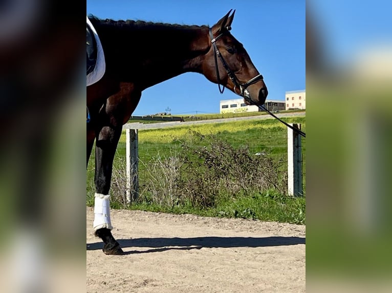 PRE Mix Stallone 3 Anni 166 cm Baio in Tizneros