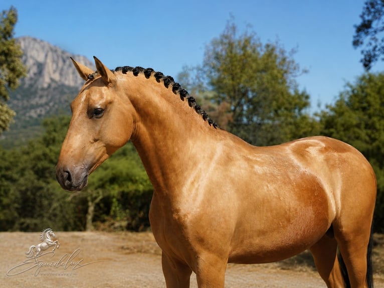 PRE Mix Stallone 3 Anni 166 cm  in MADRID