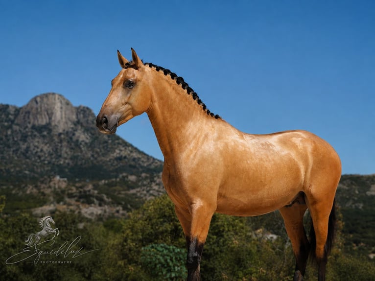 PRE Mix Stallone 3 Anni 166 cm  in MADRID