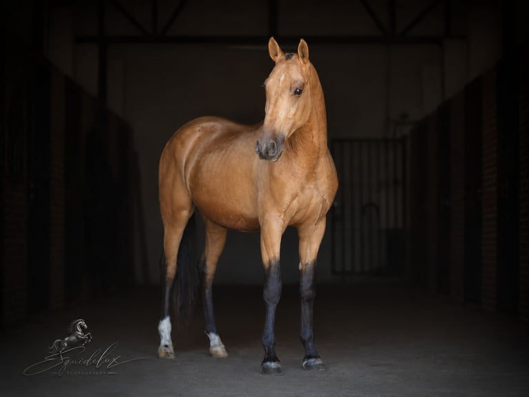 PRE Mix Stallone 3 Anni 166 cm  in MADRID