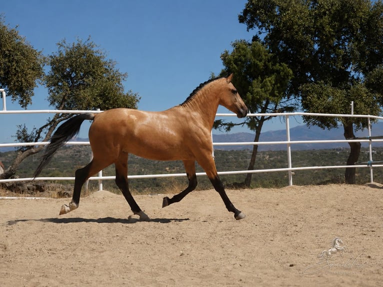 PRE Mix Stallone 3 Anni 166 cm  in MADRID