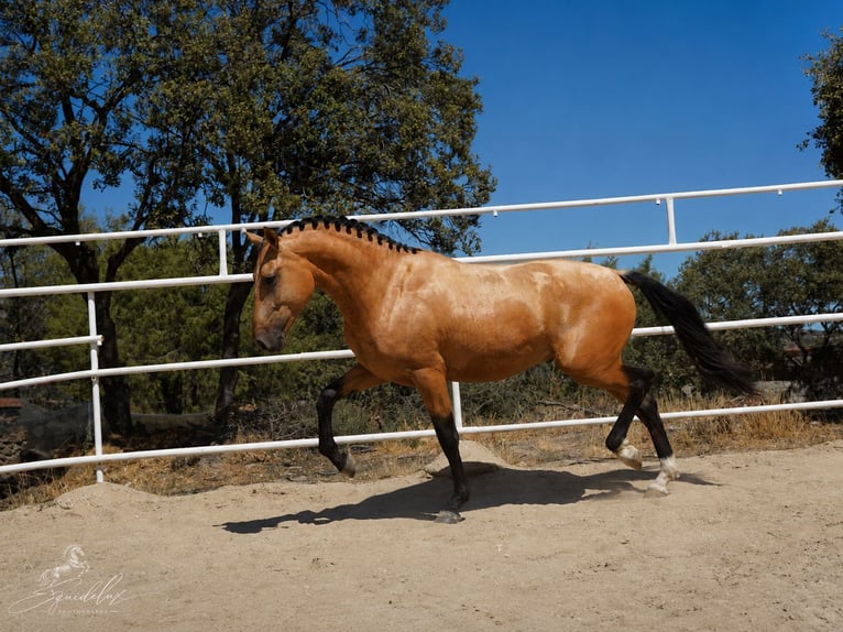 PRE Mix Stallone 3 Anni 166 cm  in MADRID