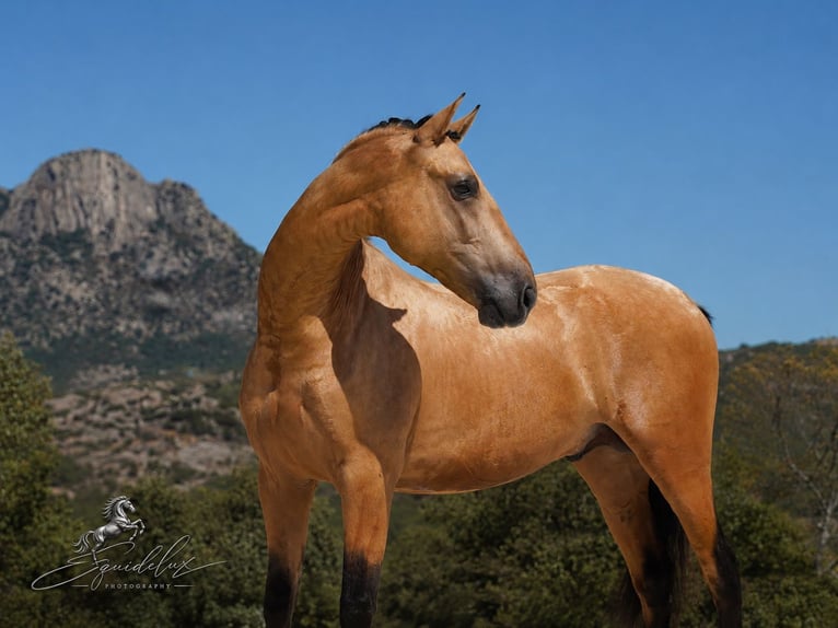 PRE Mix Stallone 3 Anni 166 cm  in MADRID