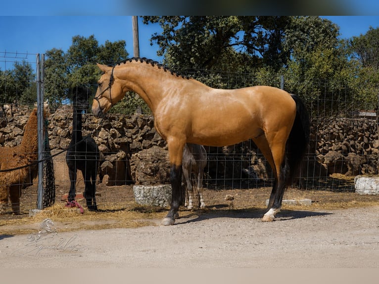 PRE Mix Stallone 3 Anni 166 cm  in MADRID
