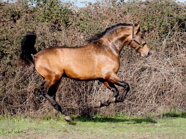 PRE Mix Stallone 3 Anni 166 cm Falbo in Navas Del Madroño