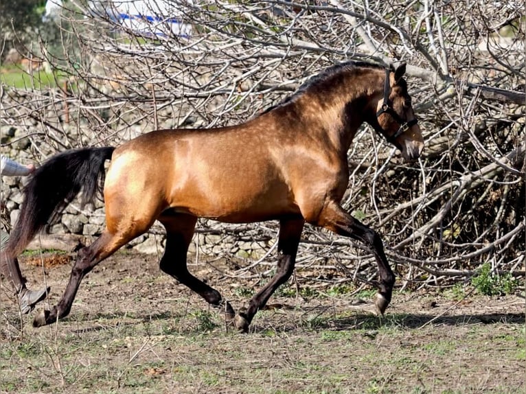 PRE Mix Stallone 3 Anni 166 cm Falbo in Navas Del Madroño