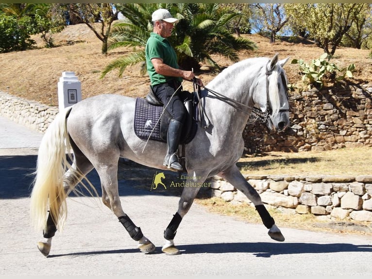 PRE Stallone 3 Anni 166 cm Grigio in Provinz Malaga