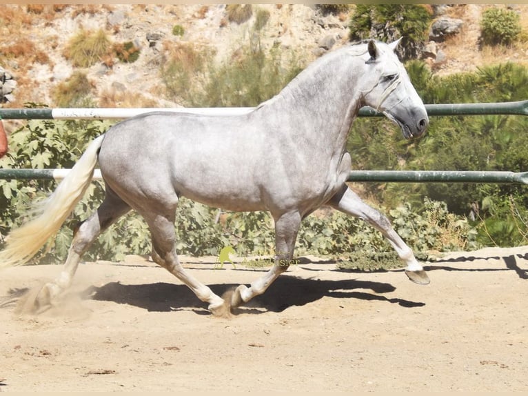 PRE Stallone 3 Anni 166 cm Grigio in Provinz Malaga