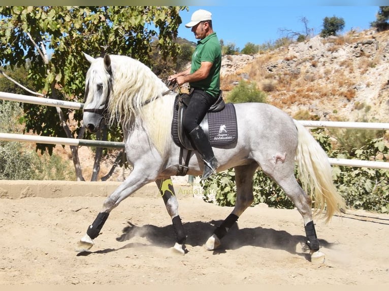 PRE Stallone 3 Anni 166 cm Grigio in Provinz Malaga
