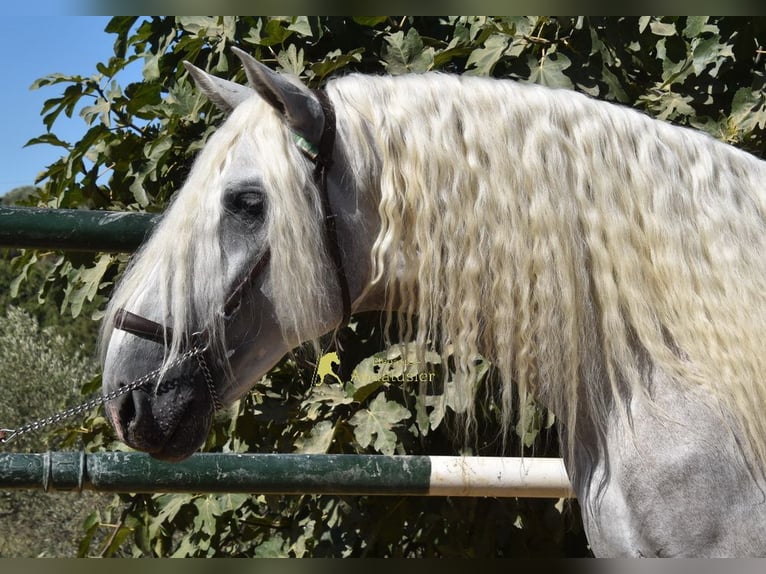 PRE Stallone 3 Anni 166 cm Grigio in Provinz Malaga
