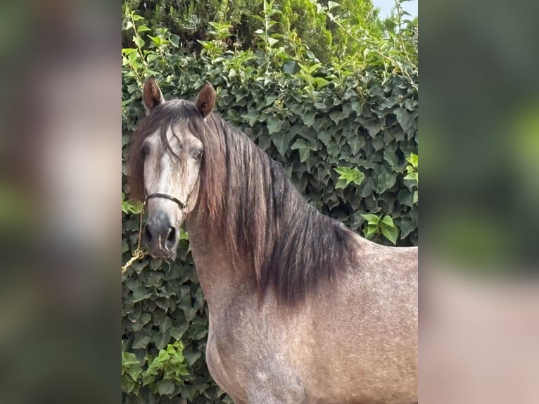 PRE Mix Stallone 3 Anni 166 cm Grigio pezzato in Martfeld