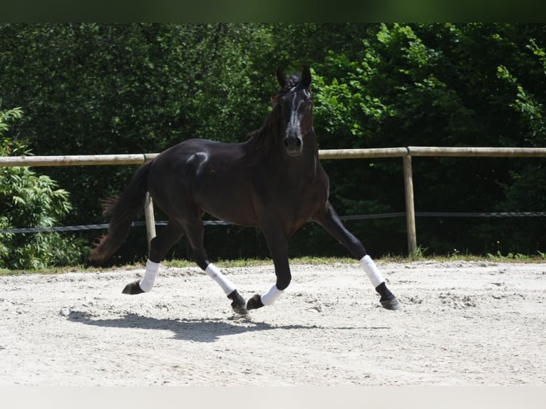 PRE Mix Stallone 3 Anni 166 cm Morello in Limoges