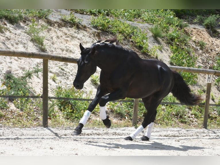 PRE Mix Stallone 3 Anni 166 cm Morello in Limoges