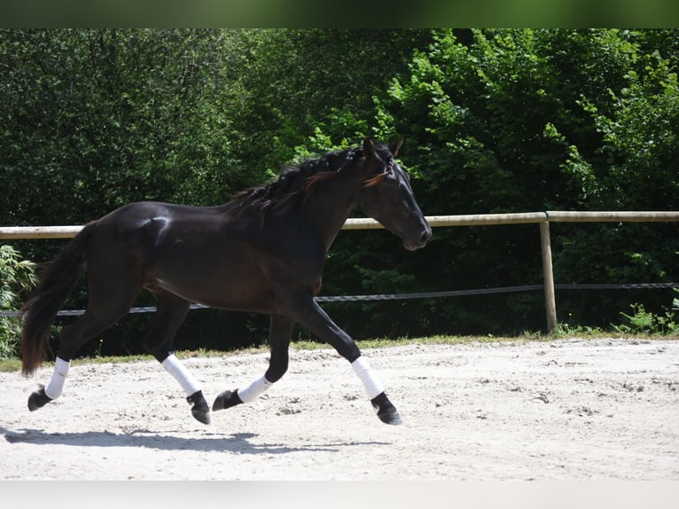 PRE Mix Stallone 3 Anni 166 cm Morello in Limoges