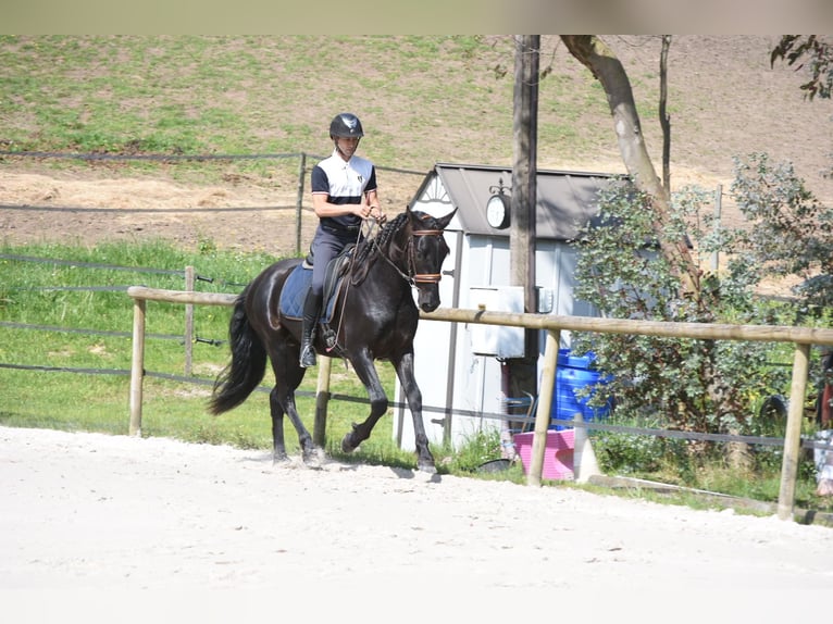PRE Mix Stallone 3 Anni 166 cm Morello in Limoges