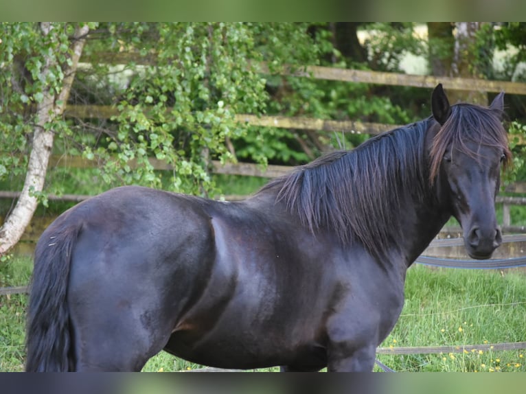 PRE Mix Stallone 3 Anni 166 cm Morello in Limoges