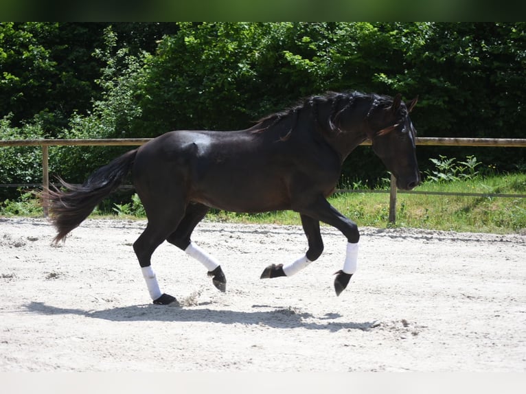 PRE Mix Stallone 3 Anni 166 cm Morello in Limoges