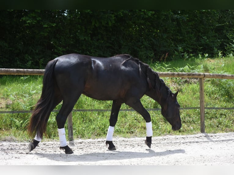 PRE Mix Stallone 3 Anni 166 cm Morello in Limoges