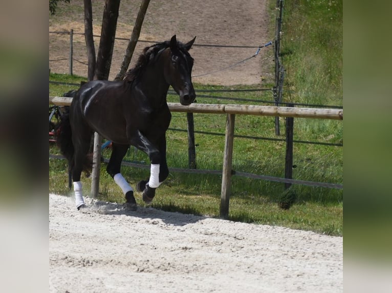 PRE Mix Stallone 3 Anni 166 cm Morello in Limoges