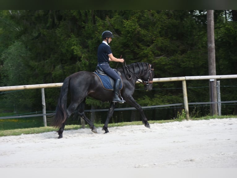 PRE Mix Stallone 3 Anni 166 cm Morello in Limoges