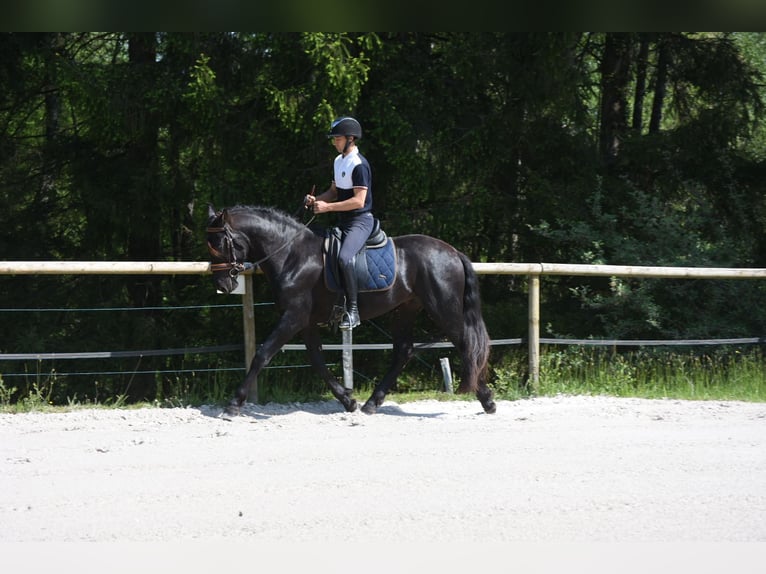PRE Mix Stallone 3 Anni 166 cm Morello in Limoges
