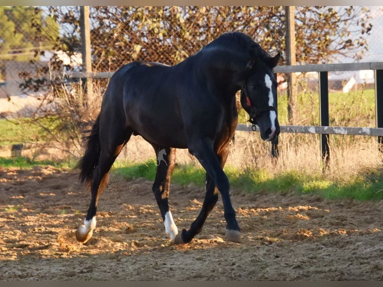 PRE Mix Stallone 3 Anni 166 cm Morello in Provinz Malaga