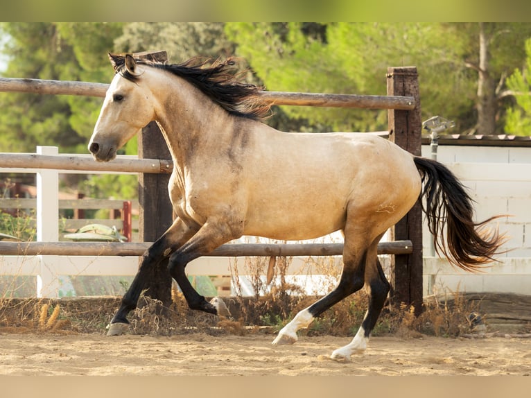 PRE Stallone 3 Anni 166 cm Pelle di daino in El Catllar