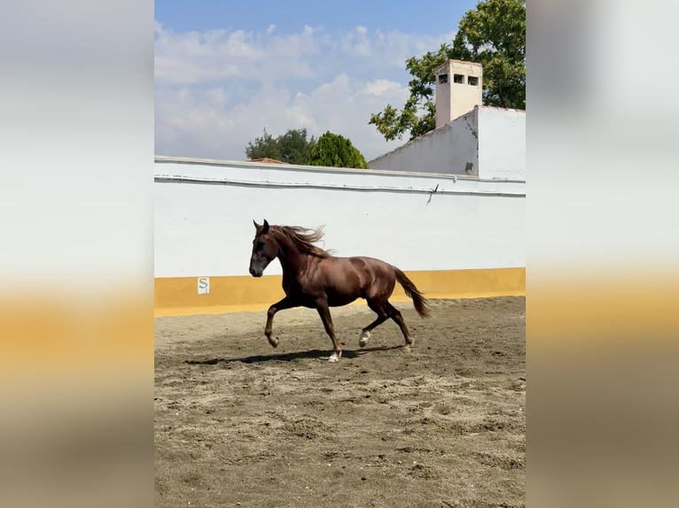 PRE Mix Stallone 3 Anni 166 cm Sauro in Albacete