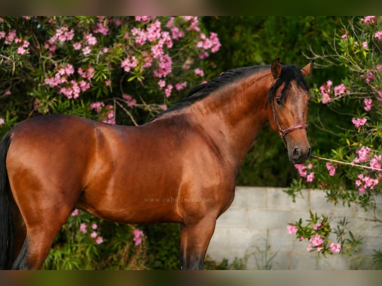 PRE Mix Stallone 3 Anni 167 cm Baio in Valencia