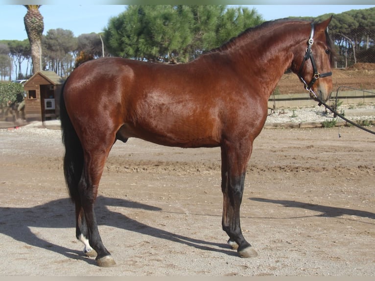 PRE Mix Stallone 3 Anni 167 cm Baio ciliegia in Hamburg