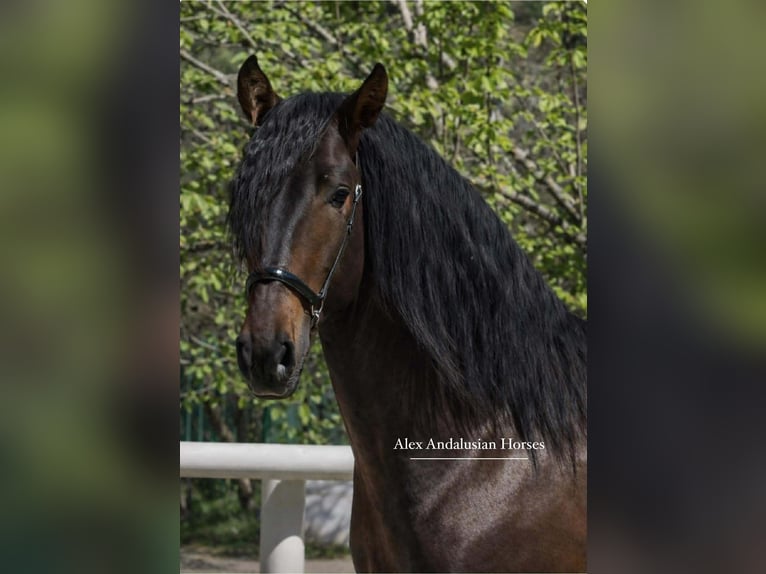 PRE Mix Stallone 3 Anni 167 cm Baio scuro in Sevilla