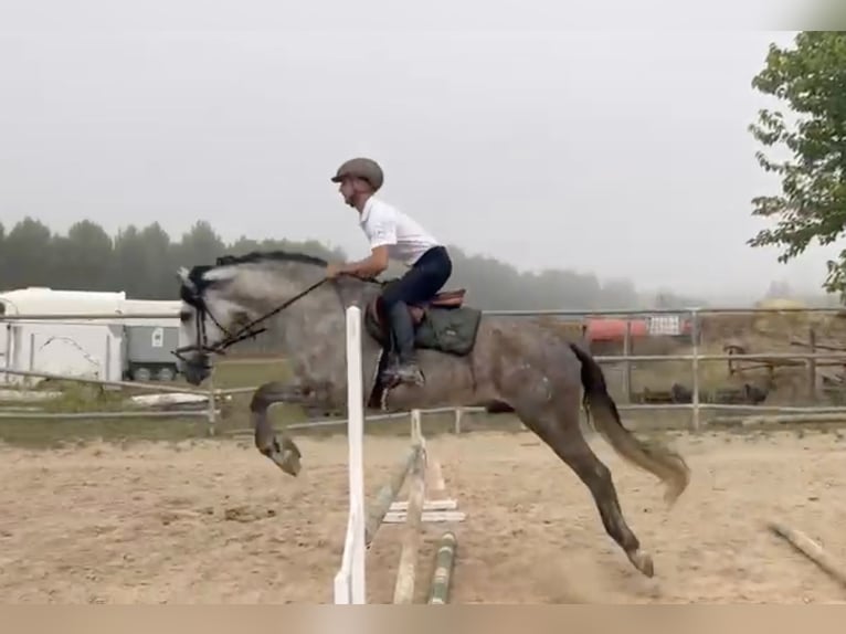 PRE Mix Stallone 3 Anni 167 cm Grigio pezzato in Tarragona