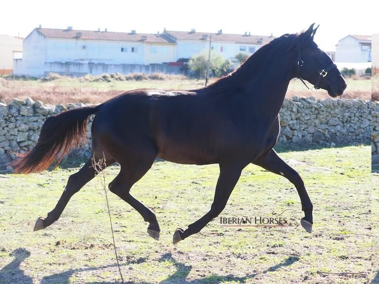 PRE Mix Stallone 3 Anni 167 cm Morello in Navas Del Madro&#xF1;o
