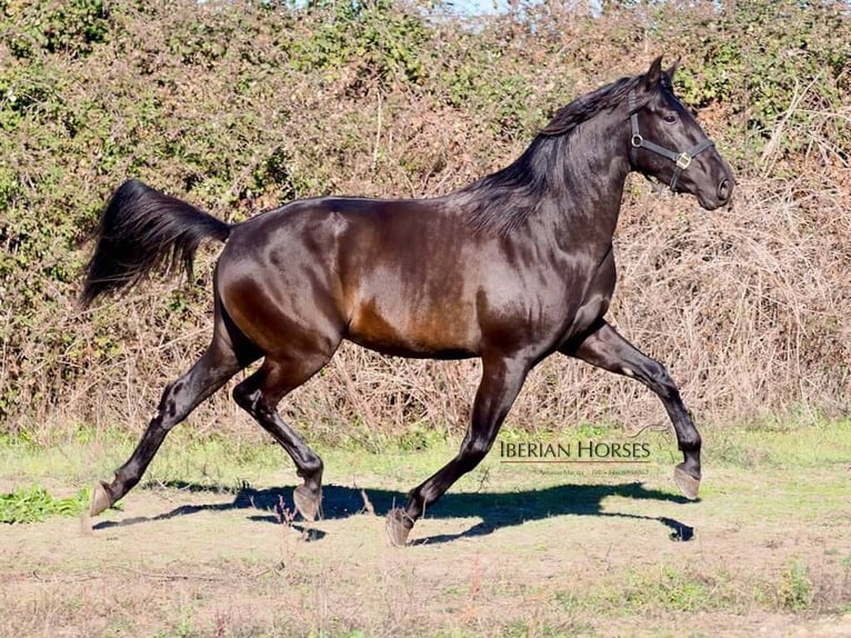 PRE Mix Stallone 3 Anni 167 cm Morello in Navas Del Madro&#xF1;o