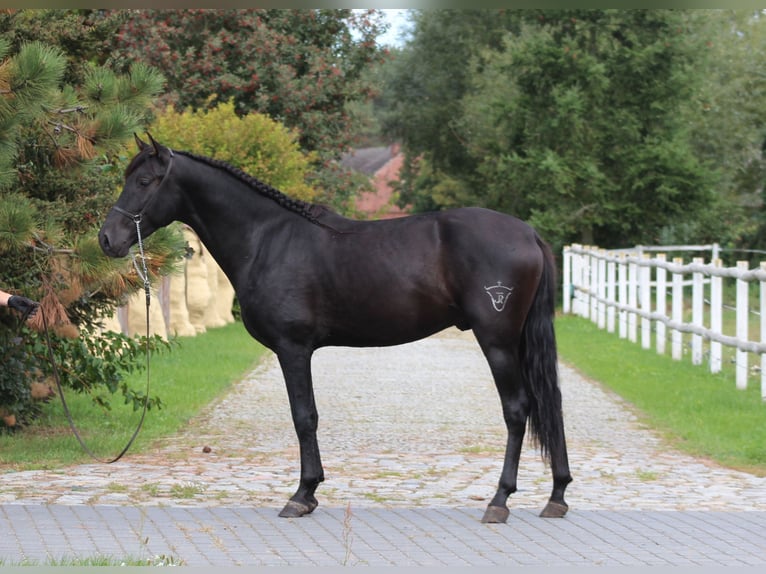 PRE Stallone 3 Anni 167 cm Morello in Santok