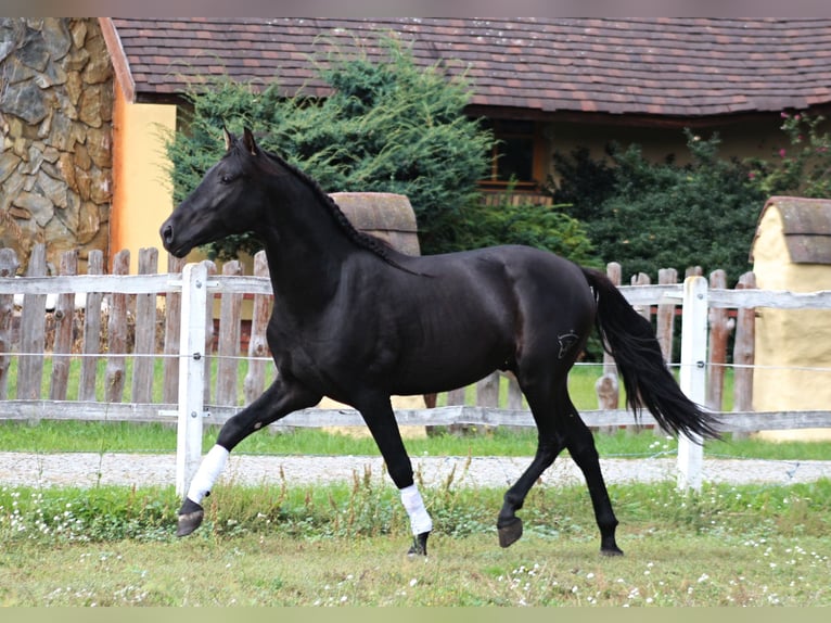 PRE Stallone 3 Anni 167 cm Morello in Santok