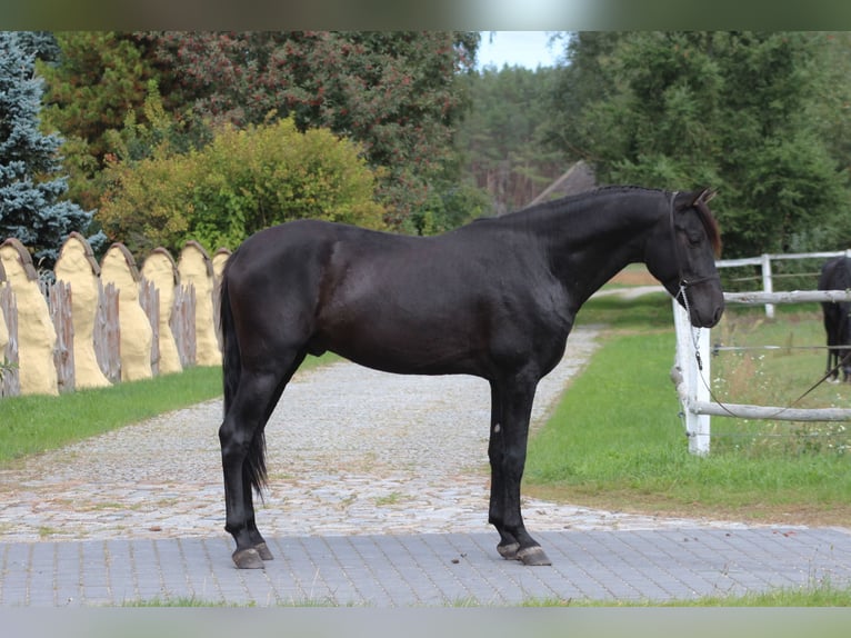 PRE Stallone 3 Anni 167 cm Morello in Santok