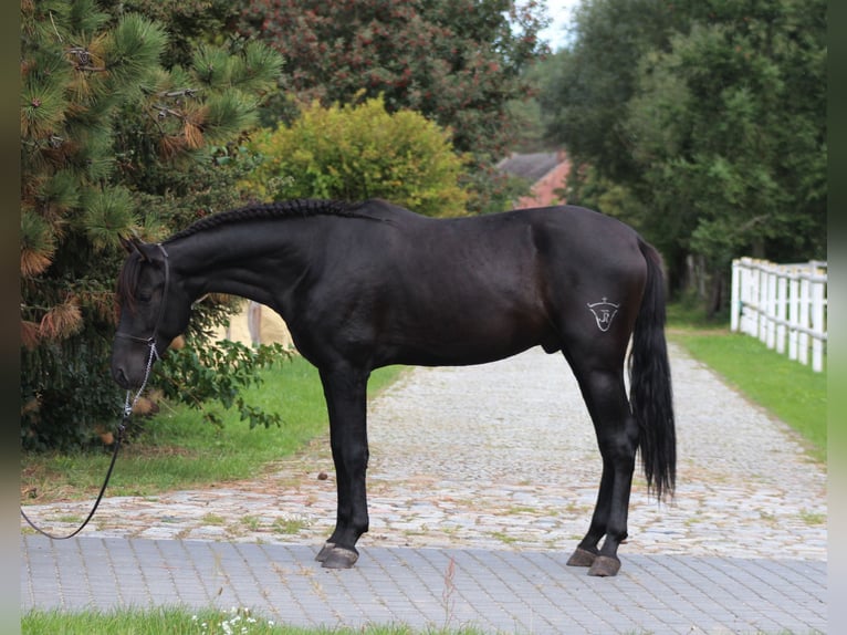 PRE Stallone 3 Anni 167 cm Morello in Santok