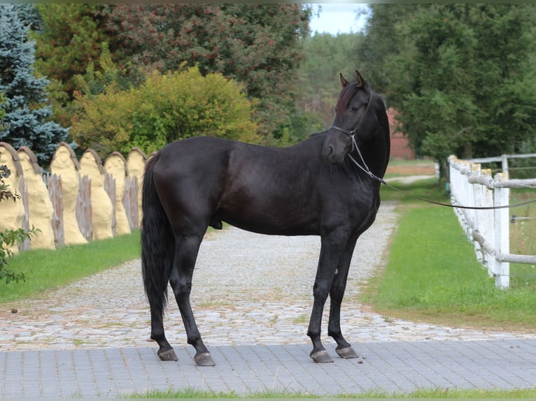 PRE Stallone 3 Anni 167 cm Morello in Santok