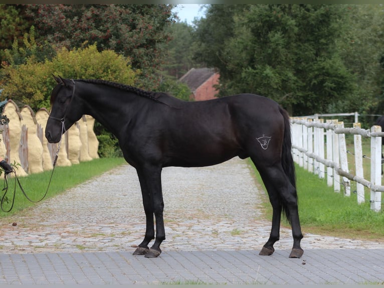PRE Stallone 3 Anni 167 cm Morello in Santok