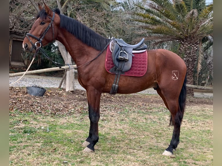 PRE Stallone 3 Anni 168 cm Baio in Castello D&#39;Empuries