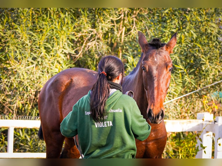 PRE Mix Stallone 3 Anni 168 cm Baio in Valencia