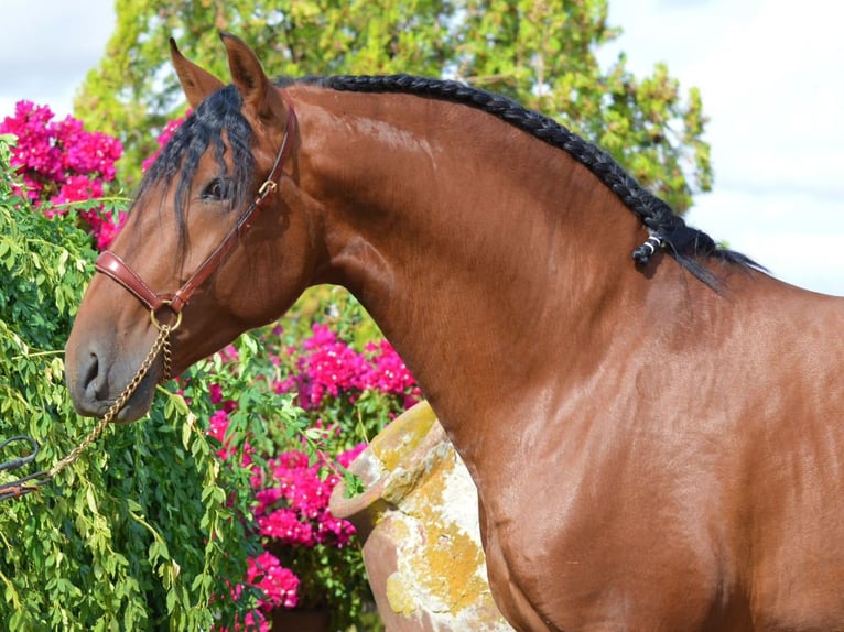 PRE Mix Stallone 3 Anni 168 cm Baio in Navas Del Madro&#xF1;o