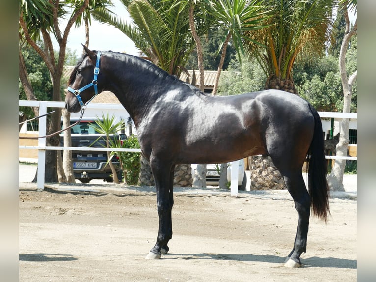 PRE Stallone 3 Anni 168 cm Baio scuro in Gandesa