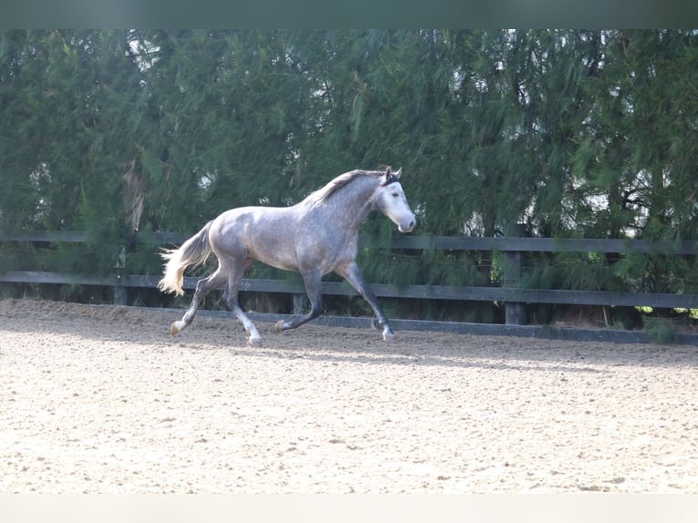 PRE Mix Stallone 3 Anni 168 cm Grigio in Pilas