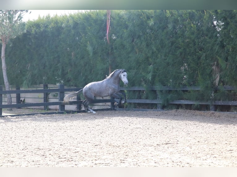 PRE Mix Stallone 3 Anni 168 cm Grigio in Pilas