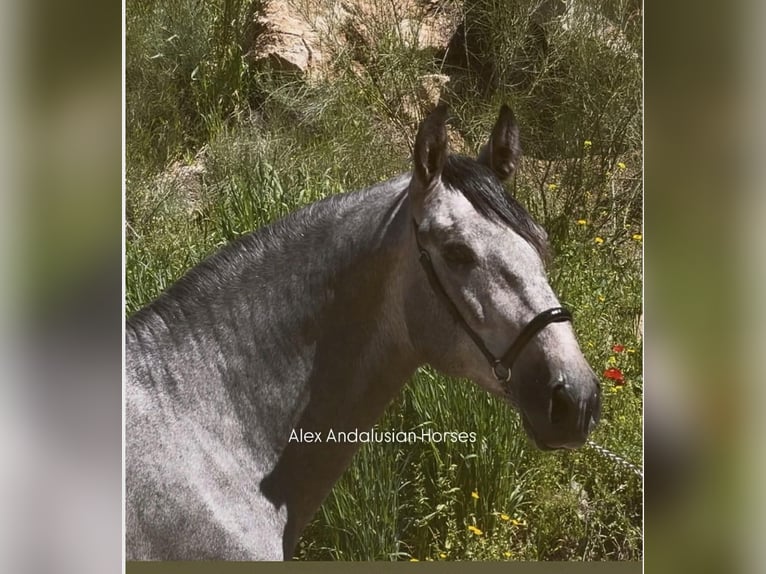 PRE Stallone 3 Anni 168 cm Grigio in Sevilla