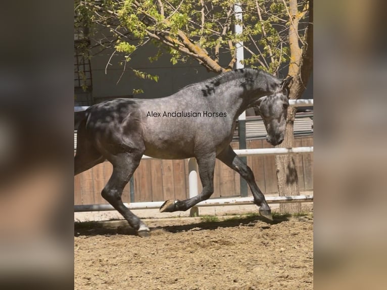 PRE Stallone 3 Anni 168 cm Grigio in Sevilla